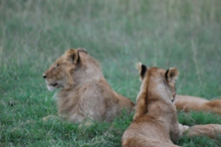 zebras at mara river cliff